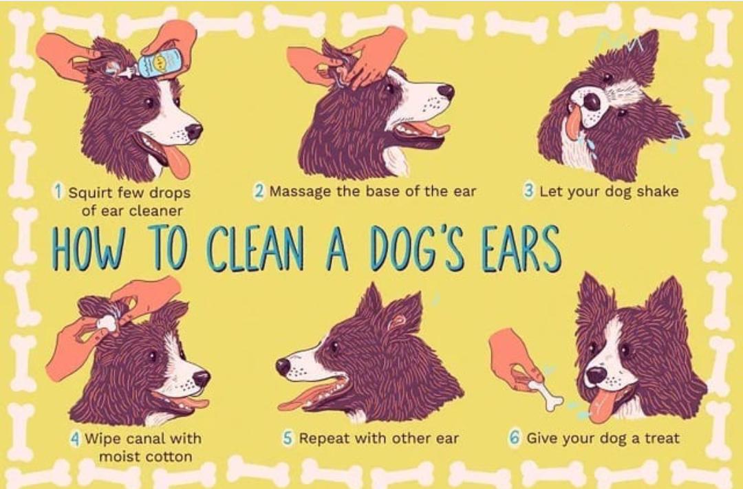 infographic about cleaning a dog's ears